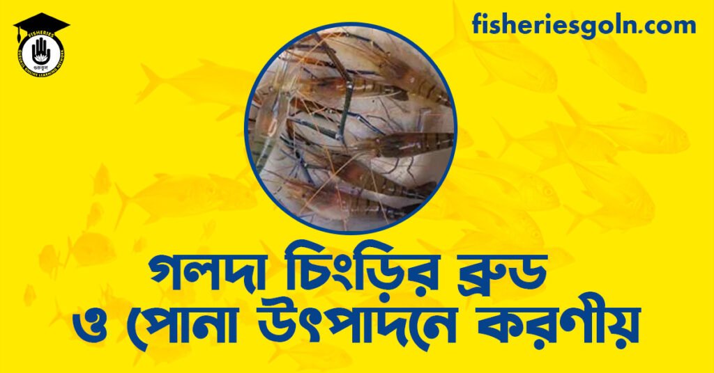 গলদা চিংড়ির ব্রুড ও পোনা উৎপাদনে করণীয়