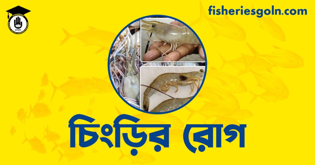 চিংড়ির রোগ