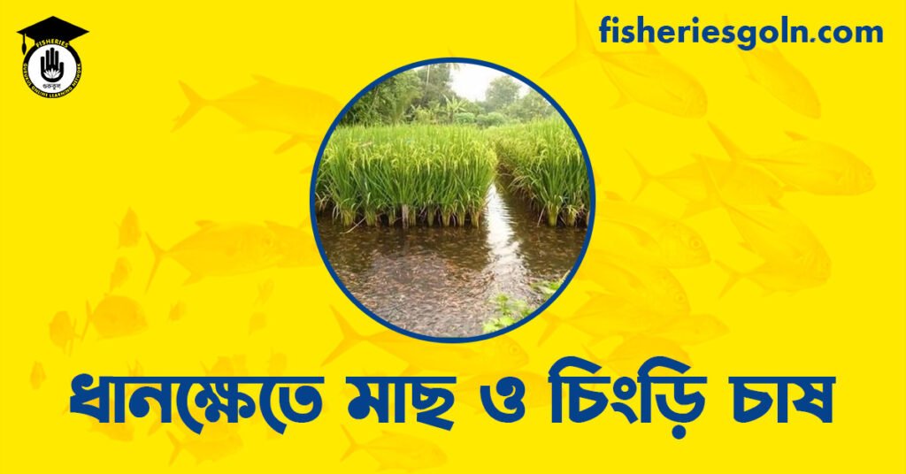 ধানক্ষেতে মাছ ও চিংড়ি চাষ