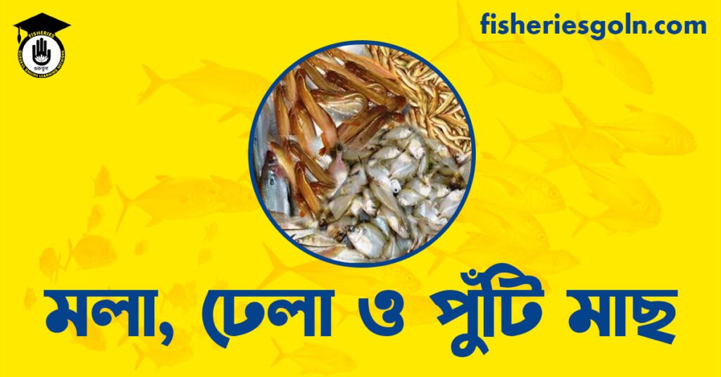 মলা, ঢেলা ও পুঁটি মাছ
