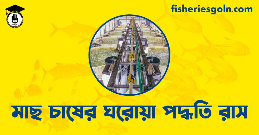 মাছ চাষের ঘরোয়া পদ্ধতি রাস