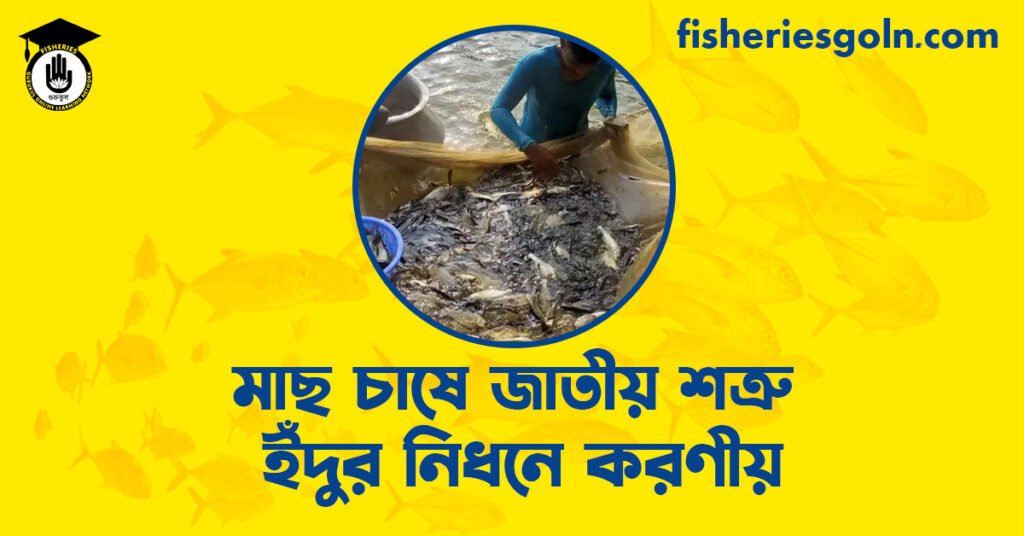 মাছ চাষে জাতীয় শত্রু ইঁদুর নিধনে করণীয়