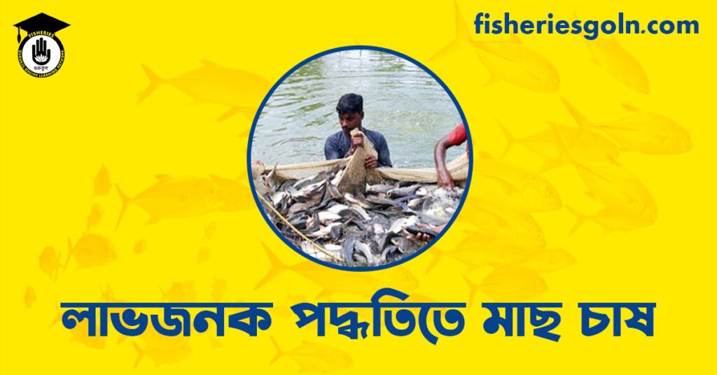 লাভজনক পদ্ধতিতে মাছ চাষ