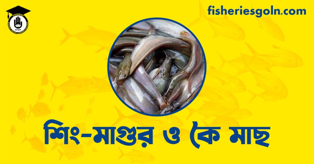 শিং-মাগুর ও কৈ মাছ