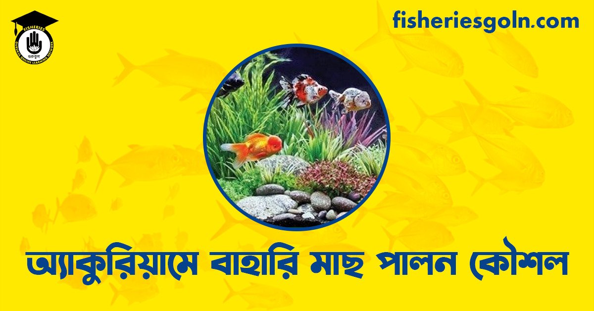 অ্যাকুরিয়ামে বাহারি মাছ পালন কৌশল
