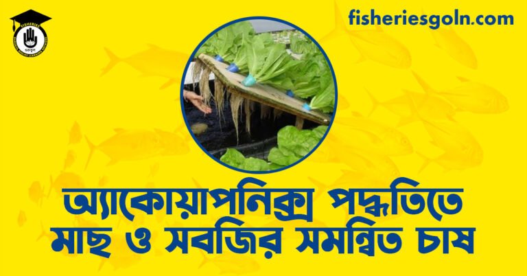 অ্যাকোয়াপনিক্স পদ্ধতিতে মাছ ও সবজির সমন্বিত চাষ