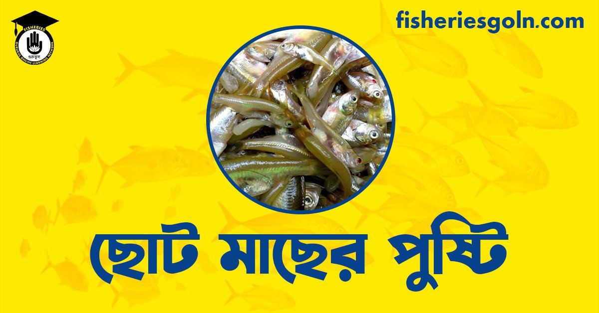ছোট মাছের পুষ্টি
