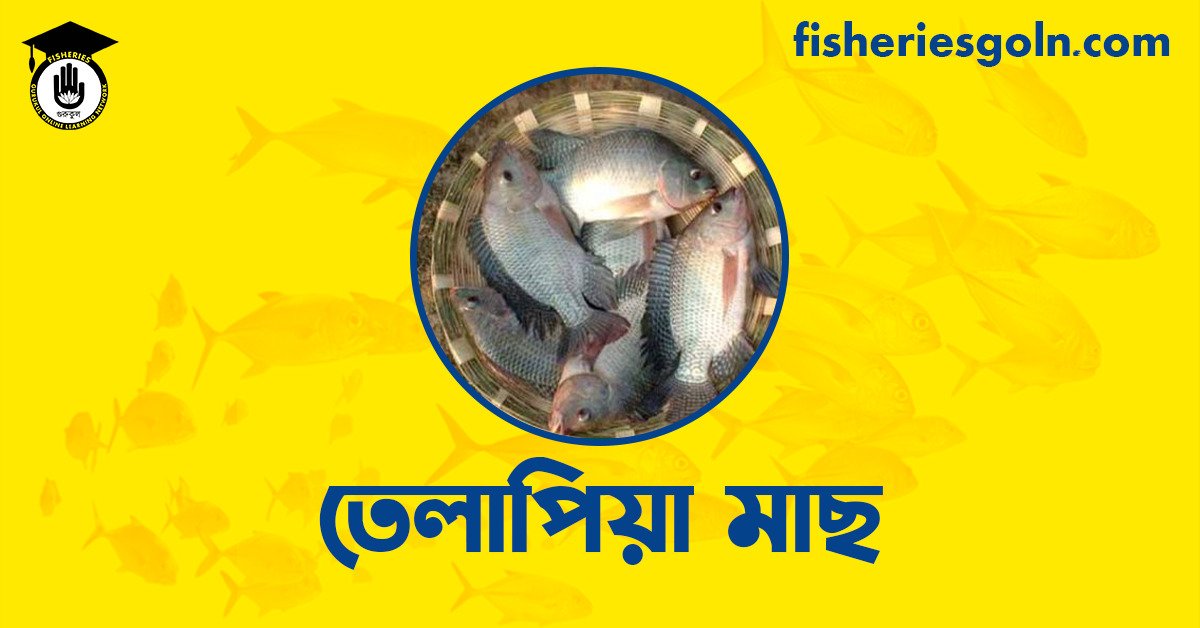 তেলাপিয়া মাছ