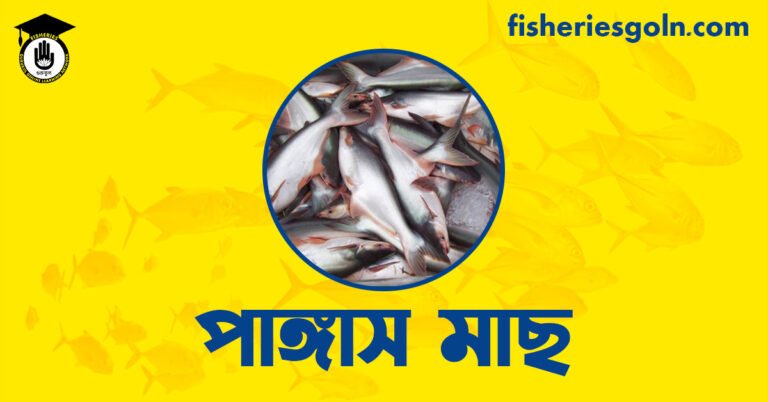 পাঙ্গাস মাছ