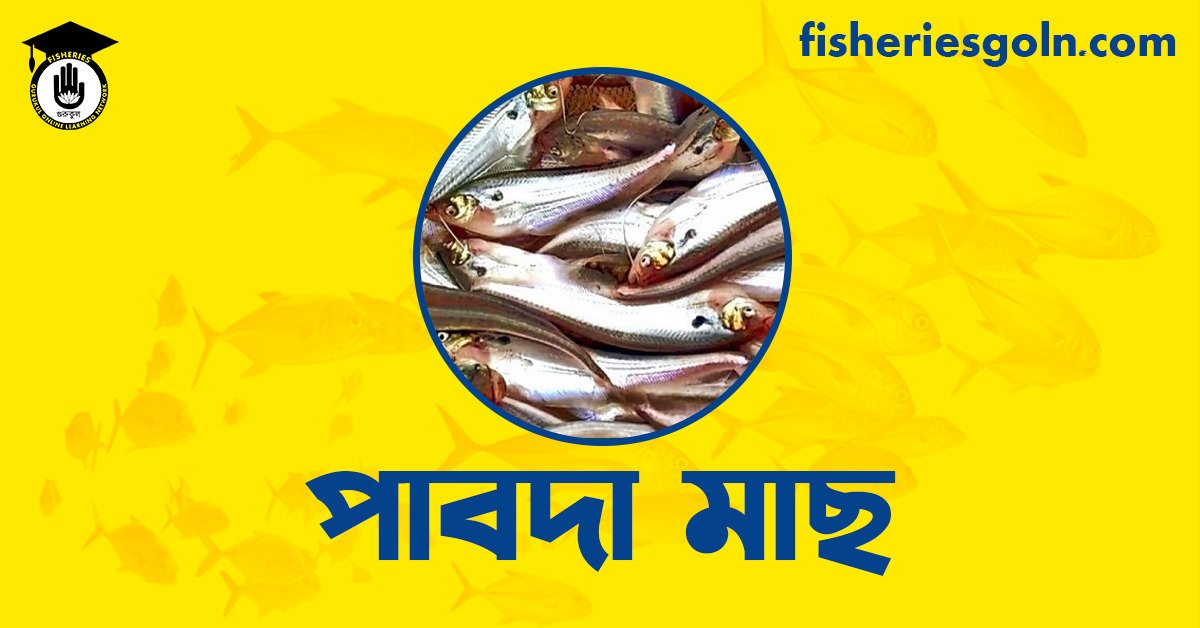 পাবদা মাছ