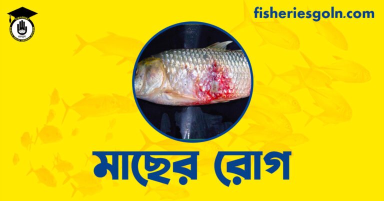 মাছের রোগ