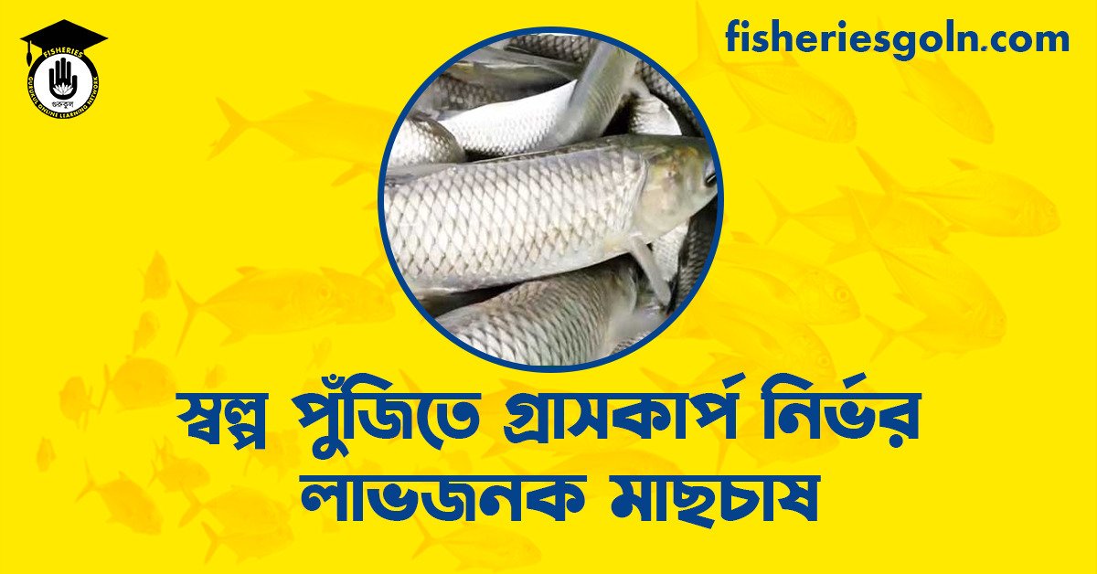 স্বল্প পুঁজিতে গ্রাসকার্প নির্ভর লাভজনক মাছচাষ
