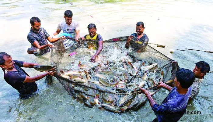 বাউবি বিএই ৫২০৩ মাছের স্বাস্থ্য পরিচর্যা