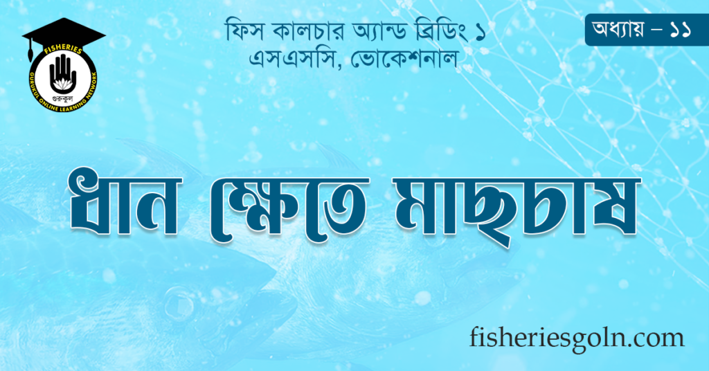 ধান ক্ষেতে মাছচাষ