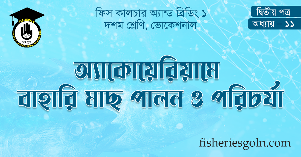 অ্যাকোয়েরিয়ামে বাহারি মাছ পালন