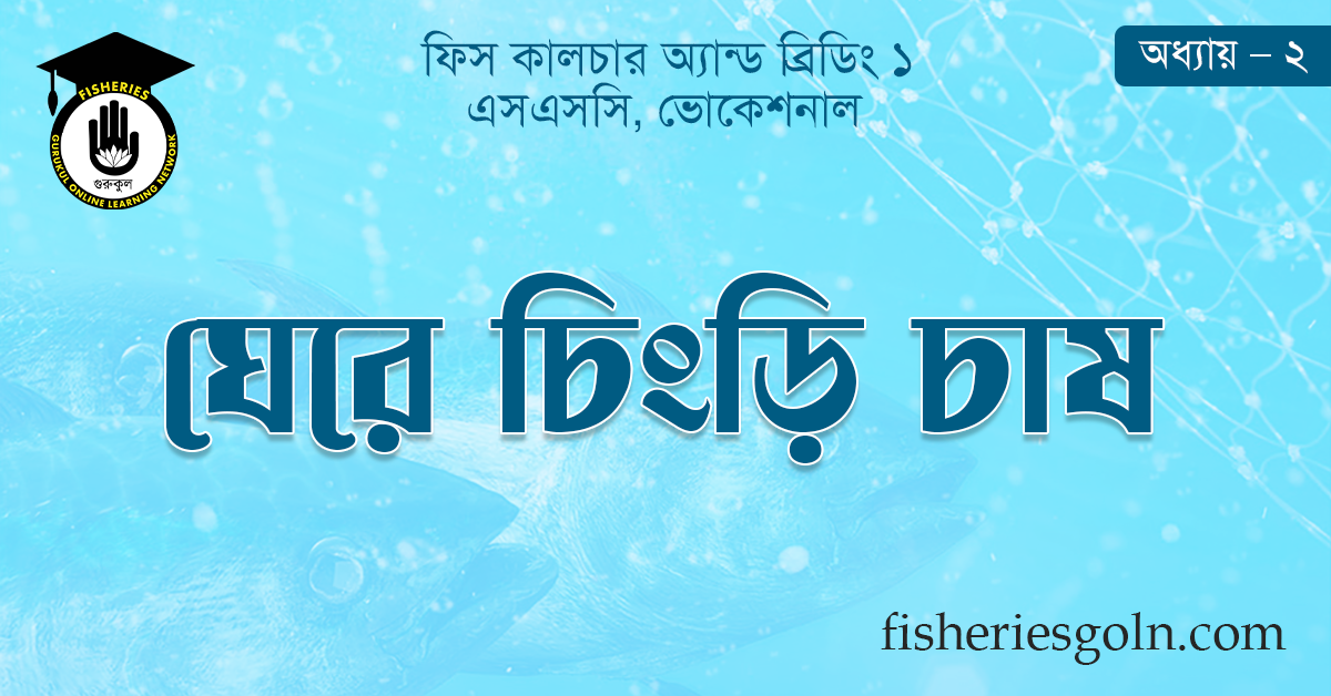 ঘেরে চিংড়ি চাষ