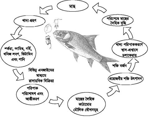 চাষযোগ্য মাছের খাদ্য ও পুষ্টি