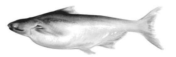 থাই পাঙ্গাশ ও কার্পজাতীয় মাছের মিশ্রচাষ প্রযুক্তি