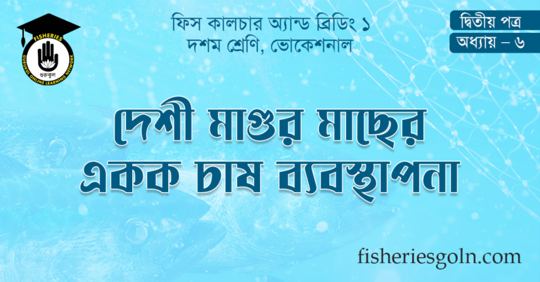দেশী মাগুর মাছের একক চাষ ব্যবস্থাপনা