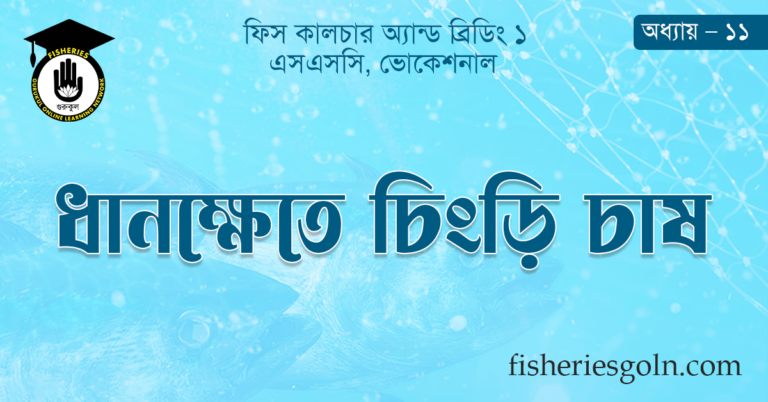 ধানক্ষেতে চিংড়ি চাষ