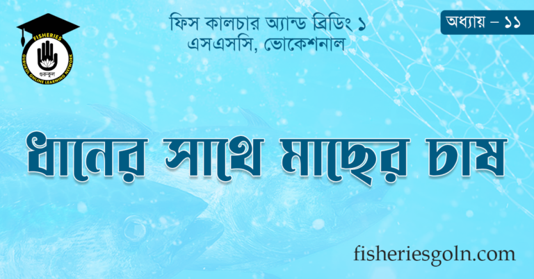 ধানের সাথে মাছের চাষ