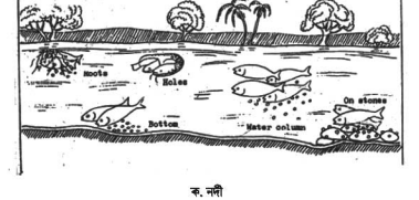 মৎস্য চাষের জন্য রেণু-পোনার গুণগত মান ও পরিমাণ