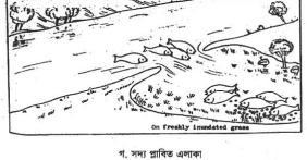 মৎস্য চাষের জন্য রেণু-পোনার গুণগত মান ও পরিমাণ