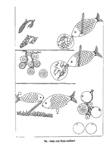  মৎস্য প্রজনন