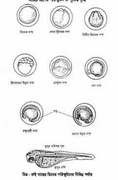  মৎস্য প্রজনন