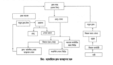 প্রণোদিত প্রজননের জন্য ব্রুড মাছ লালন-পালন 