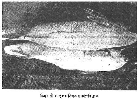 চাইনিজ কার্পের প্রণোদিত প্রজনন