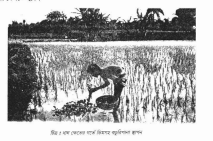 মিরর কার্প বা কার্পিও মাছের প্রাকৃতিক প্রজনন 