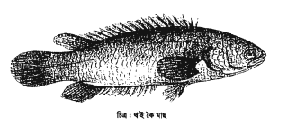 থাই কৈ মাছের জীবন বৃত্তান্ত