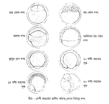থাই কৈ মাছের জীবন বৃত্তান্ত