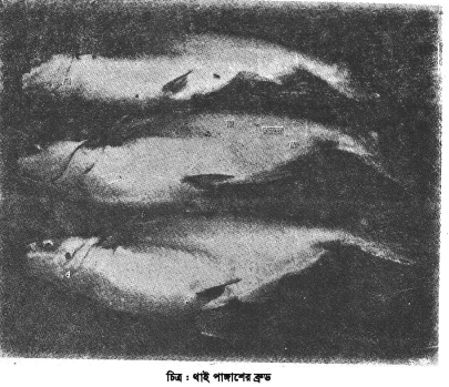 থাই পাঙ্গাশ মাছের রেণুর পরিচর্যা ও খাদ্য প্রয়োগ
