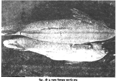 ডিম ফুটানো