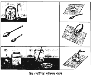 আর্টিমিয়া ফুটানোর কৌশল