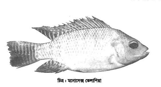 মনোসেক্স তেলাপিয়ার পোনা উৎপাদন কৌশল