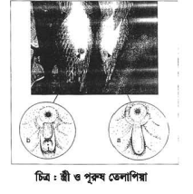 মনোসেক্স তেলাপিয়ার প্রজননের গুরুত্ব