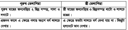 মনোসেক্স তেলাপিয়ার প্রজননের গুরুত্ব