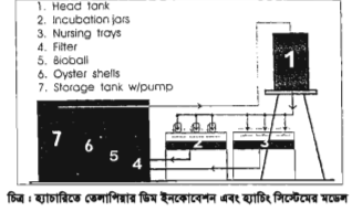 মনোসেক্স তেলাপিয়ার প্রজননের গুরুত্ব