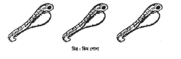 মাছের রেণুপোনা ব্যবস্থাপনা