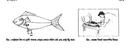 ফিশ কালচার অ্যান্ড ব্রিডিং-২ দ্বিতীয় পত্র ব্যবহারিক