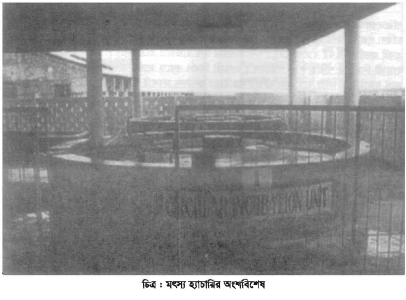 ফিশ কালচার অ্যান্ড ব্রিডিং-২ প্রথম পত্র ব্যবহারিক