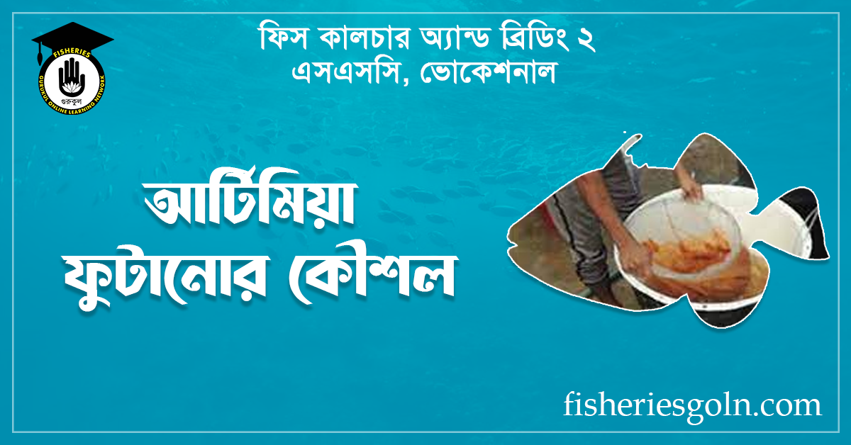 আর্টিমিয়া ফুটানোর কৌশল