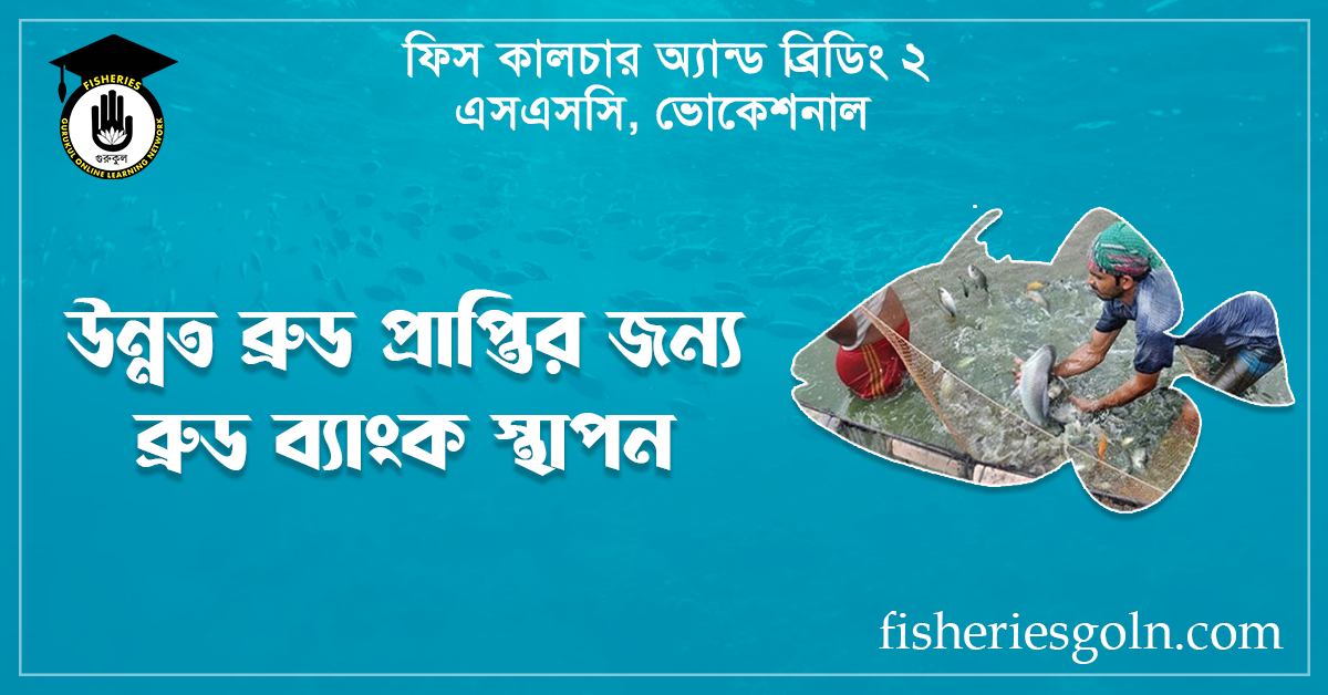 উন্নত ব্রুড প্রাপ্তির জন্য ব্রুড ব্যাংক স্থাপন