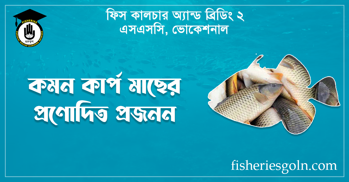 কমন কার্প মাছের প্রণোদিত প্রজনন