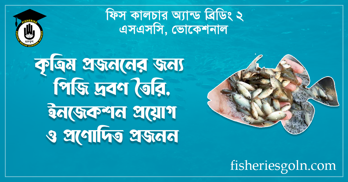কৃত্রিম প্রজননের জন্য পিজি দ্রবণ তৈরি, ইনজেকশন প্রয়োগ ও প্রণোদিত প্রজনন