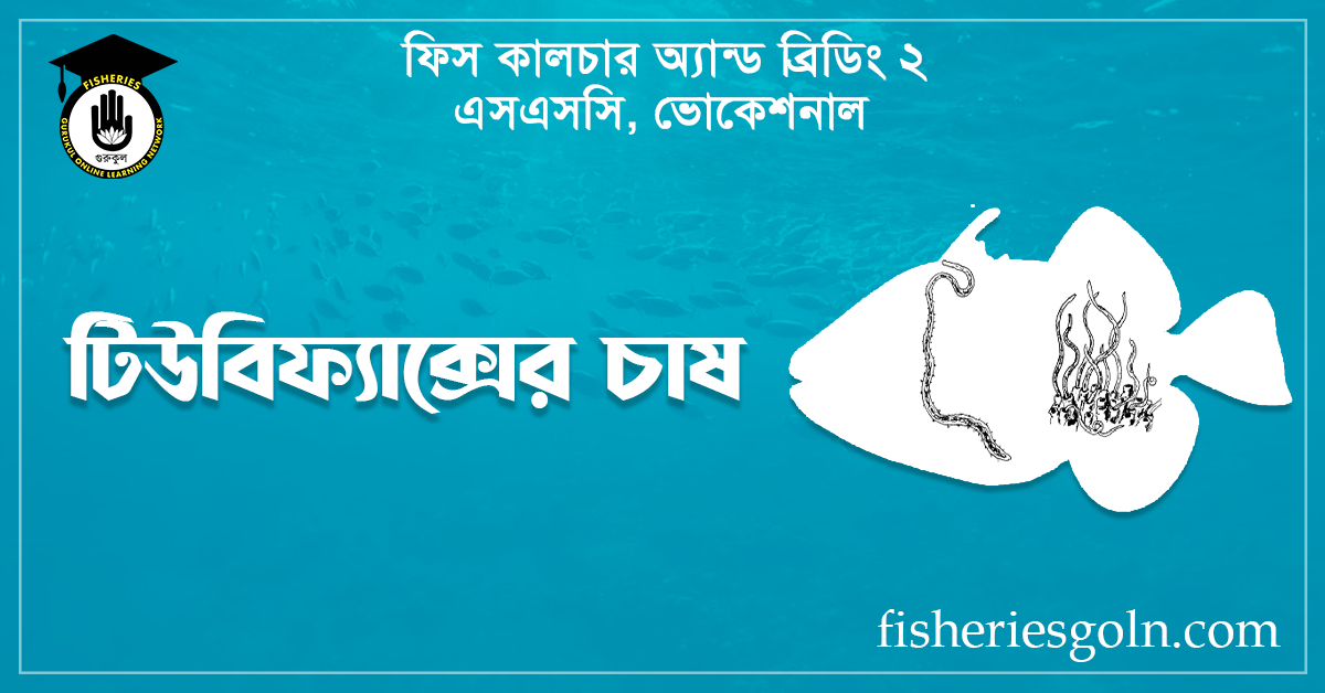 টিউবিফ্যাক্সের চাষ