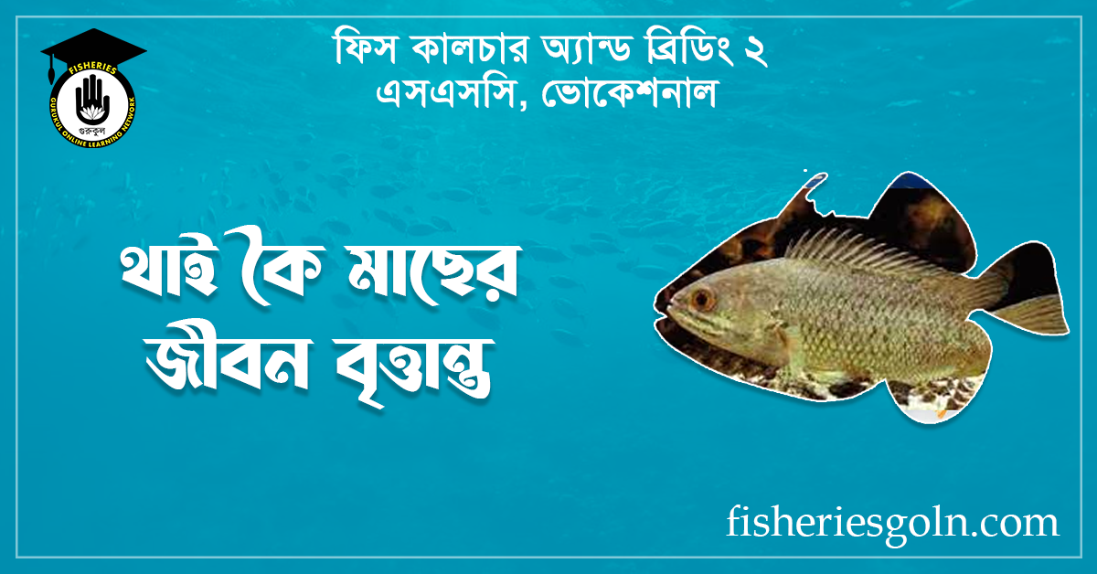 থাই কৈ মাছের জীবন বৃত্তান্ত